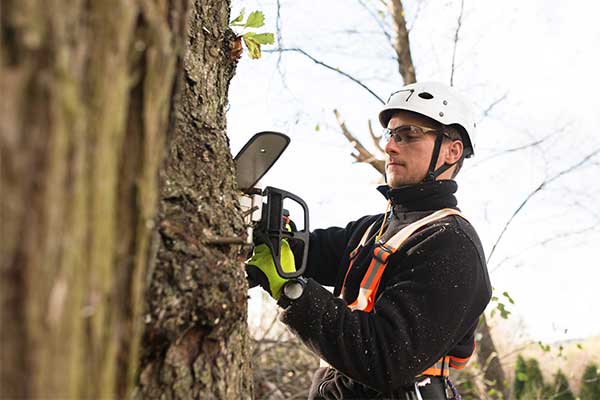 ISA Certified Arborist