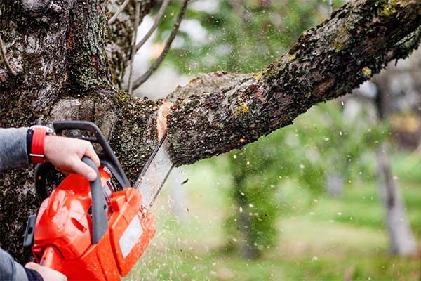 ISA Certified Arborist